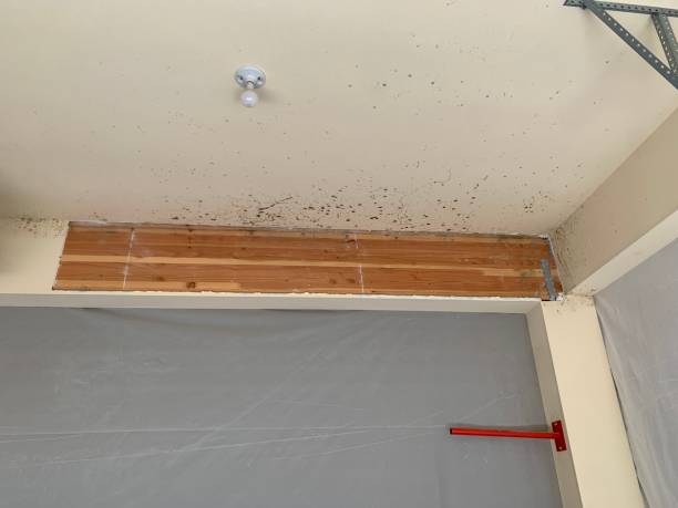 Best Real Estate Mold Inspection  in Kronenwetter, WI